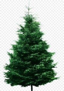 Un albero di Natale in legno WoodPianta, un abete o un pino conifero, dal colore verde intenso, preparato per le festività