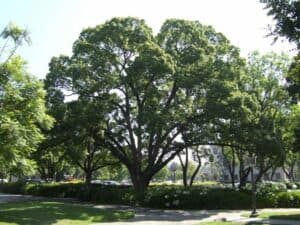 Un paradiso di natura incontaminata, fatto di profumi di cannella, BushQuercia, alberi, boschetti, tigli, erba, tronchi dalbero, parchi, cespugli e vegetazione lussureggiante Un luogo per perdersi e ritrovare sé stessi