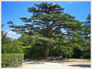 Una famiglia si riunisce sotto un grande Cedro del Libano, un albero aghifoglie che simboleggia la vita La vegetazione circostante è composta da una mescolanza di Abete, Pino e Piante in Vaso Una panchina è posta sotto lalbero, invitando tutti a godere della bellezza e della pace della natura