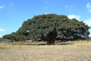 Unimmagine che mostra una foresta incontaminata con un albero di sicomoro, una quercia e una betulla, ed è un simbolo di longevità, resistenza e purezza naturale