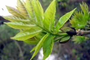Un albero di frassino con foglie verdi, germogli e fiori sprigionanti freschezza, invitando a godere di una bevanda rinfrescante