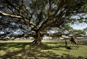 Una persona su una bicicletta si ferma sotto un albero di sicomoro, una delle più antiche piante di albero nota come banyan Un modo ecologico di trasporto, un veicolo sostenibile per tutti