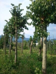 Foto di un albero di tiglio europeo di WoodsNatura allaperto in una campagna rurale con fattorie, frutta, vigneti e boschi