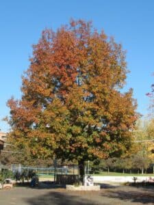 Questa immagine ritrae una vista delle aree allaperto con unabbondante vegetazione costituita principalmente da quercia alba, acero, tiglio e altre specie di alberi Si tratta di un paesaggio idilliaco, come un boschetto di alberi in cui si può immaginare di trascorrere una giornata rilassante e tranquilla, circondati da boschi lussureggianti