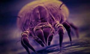 Immagine di acari della polvere visibili attraverso un microscopio, con testo grafico che indica metodiche e prodotti utili per eliminarli
