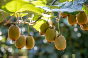 albero del kiwi foto