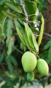 albero mango giovane