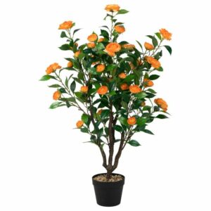 Lamore è come una PetalPianta in un vaso come una delicata arancia o un succoso pompelmo, come un frutto o un fiore, come un albero o un petalo