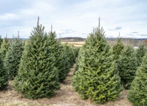 Un albero di Natale decorato con le più brillanti decorazioni natalizie e circondato da un delizioso manto di pineto, invitando Santa Claus a fare una visita al festival del Natale nel bosco di abeti Un'immagine che evoca il calore e la magia delle feste Babbo Natale sarebbe orgoglioso!