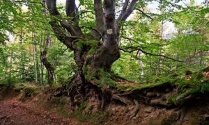 albero del faggio