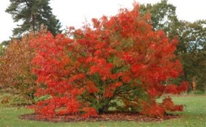 Un gruppo di uccelli si posa tra i rami di un albero di Acero, circondato dalla rigogliosa vegetazione del sorbo La foglia di questa pianta, dal colore rossastro, offre uno spettacolo straordinario