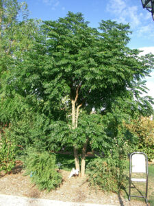 Questa immagine ritrae una magnifica pergola in un giardino ricco di vegetazione, circondata da alberi da giardino e conifere La natura si apre al visitatore, offrendo una sedia comoda per godere dellatmosfera serena e salutare che si respira Tra gli alberi è presente anche un albero medicinale, che aiuta a rilassare e a ricaricare le energie