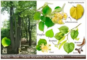 Un medico della Carolina che esegue unanalisi su un tiglio per trovare una cura e un rimedio una combinazione di scienza e natura per la salute