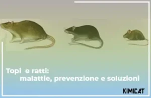 Derattizzazioni a Napoli scopri come prevenire le malattie trasmesse dai ratti