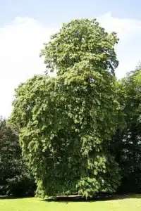 Un medico esperto che cura un albero di tiglio con unanalisi dettagliata per trovare il rimedio giusto