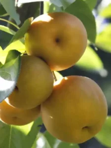 Un medico giapponese che esegue unanalisi accurata per individuare rimedi curativi per le pomacee la cura perfetta