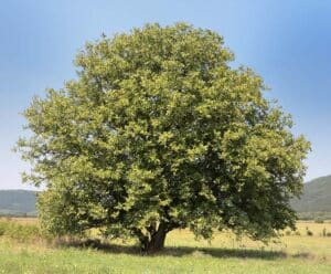 Questa immagine mostra la ricchezza della vegetazione della foresta americana un albero di quercia, un cespuglio di noce americano, una felce, un tiglio e una fernpianta si fondono insieme per creare uno scenario idilliaco Una visione mozzafiato che ci ricorda la bellezza della natura