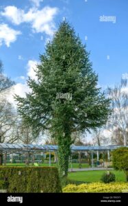 Questa foto mostra una scena idilliaca del parco, con un veitch abete come protagonista La vegetazione è composta da alberi, erba e conifere che circondano labete, rendendo la scena ancora più suggestiva Il paesaggio allaperto è una vera oasi di pace, con un bellissimo pino a fare da padrone
