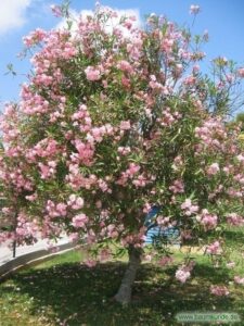 Una scena da sogno un albero dalle foglie velenose che si staglia contro una vasta distesa di erba e fiori Un giardino allaperto, ricco di vegetazione, in cui piante di ogni tipo crescono in armonia con la natura Un petalo che cade dolcemente, come a ricordarci che la bellezza della vita è nelle piccole cose