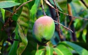foto delle foglie di una mangifera indica