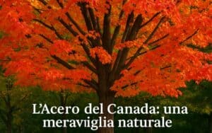 foto di un acero del canada meraviglioso