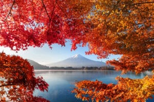 foto di un acero giapponese con il monte fuji