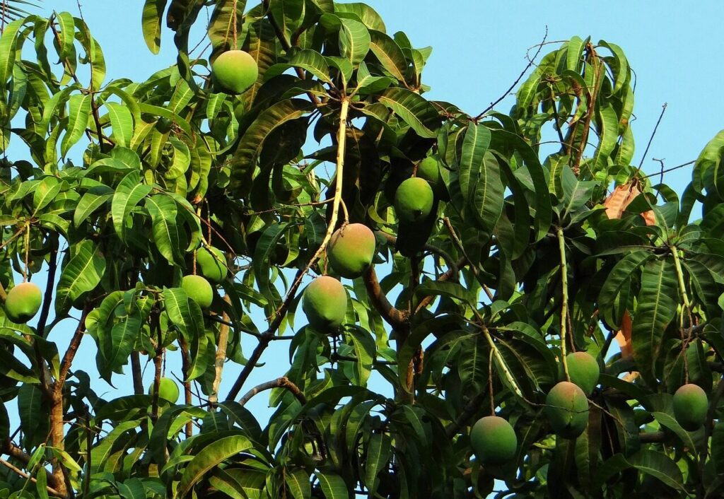foto potatura mango
