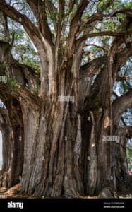 Un imponente cipresso baldacchino, con il suo tronco di albero che si erge verso lalto e le sue piante che si estendono in tutte le direzioni una scena magica che ci ricorda la forza della natura