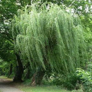 Un salice bianco è un albero elegante e affascinante che può essere visto in un boschetto di vegetazione allaperto I suoi fiori delicati rendono latmosfera incantevole e la natura è in tutta la sua bellezza Una FlowerPianta di salice bianco è una visione di pace ed armonia perfetta per un bosco magico