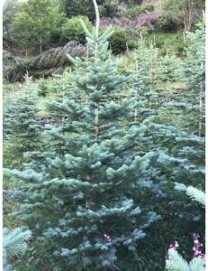 Unimmagine che ritrae un bosco di abeti bianchi, conifere dalla fitta vegetazione, in una distesa di pini e rocce, offrendo uno spettacolare paesaggio dalle tonalità autunnali