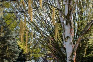 Questa immagine ritrae una bella betulla virginia rossa con una ricca vegetazione che circonda i suoi rami Lalbero è situato allaperto in un bosco o un boschetto, circondato da fogliame verde che ricorda la natura Una visione idilliaca della bellezza della betulla e della natura allaperto