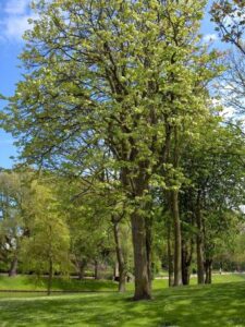 Un tiglio europeo, FirAlbero, si staglia tra la terra ricca di vegetazione del bosco, lerba sotto di lui, e la quercia e labete che si ergono al di sopra Un parco incontaminato che offre uno spettacolo di natura che non smette mai di stupire