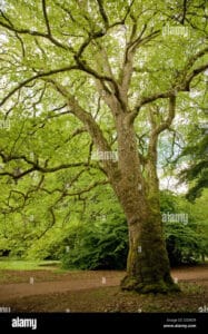 Questa immagine ritrae una scena incantevole di un bosco in cui si staglia un albero iconico, una quercia o un tiglio, con il suo tronco possente e una ricca vegetazione La presenza di un albero così antico e imponente testimonia la bellezza della terra e limportanza dei parchi naturali