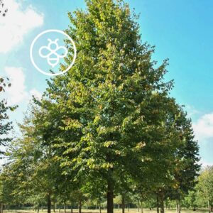 Questa foto mostra una scena di un imponente tiglio della Carolina che si erge nella foresta Su entrambi i lati dellalbero sono visibili alcune querce, tigli, aceri e una abbondante vegetazione Le foglie di questi alberi, combinati con lerba sottostante, creano un paesaggio suggestivo e ricco di dettagli Un bosco di alberi come questo è una meraviglia da ammirare che offre unesperienza magica