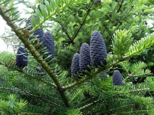 Un abete coreano, una pianta conifera dal portamento imponente e dal colore verde intenso, che rende la vegetazione più bella e ricca Un albero di pino che rappresenta la forza della natura e il suo incantevole paesaggio