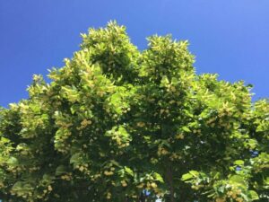 Questa fotografia mostra un magnifico albero di tiglio della Virginia, una pianta che è una parte importante della vegetazione che circonda un bosco Il fogliame verdeggiante del tiglio è ricco di foglie e di piccoli fiori bianchi che fanno da sfondo a un cespuglio di erbe Uno spettacolo da non perdere per gli amanti della natura!