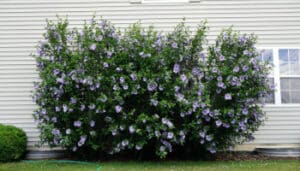 Questa immagine ritrae un albero miracoloso che sorge in un rigoglioso giardino, circondato da vegetazione, fiori, erbe e erbe aromatiche, oltre che da una recinzione, una siepe e un cespuglio Un luogo incantevole e magico!