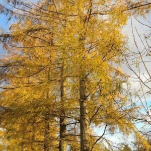 Limmagine mostra un esemplare di Larice europeo, un albero conifera che è una specie di pino Si tratta di una delle piante più comuni e apprezzate delle foreste europee