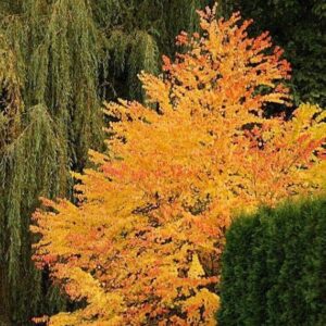 Questa immagine mostra un albero magico dai colori autunnali, una quercia di OakPianta con una varietà di foglie di acero, che si intrecciano tra loro creando un affascinante dipinto vegetale