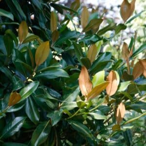 Questa immagine mostra una magnifica foresta pluviale ricca di vegetazione Un albero di magnolia con grandi fiori bianchi e verdi e un cactus con foglie di aracee sono i protagonisti di questa scena Una pianta, un albero, un fiore, un bosco, una foresta pluviale e un cactus sono i diversi elementi che si intersecano in questo paesaggio naturale