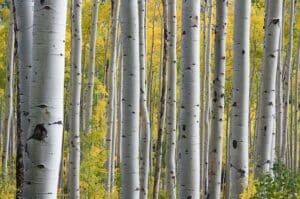 Immagine di una Kaede giapponese circondata da una ricca vegetazione, comprese betulle, in una foresta incontaminata Una fauna selvatica abbondante, dai piccoli uccelli ai mammiferi, rende questa area un paradiso per gli amanti della natura allaria aperta Una visione incantevole di un paesaggio naturale