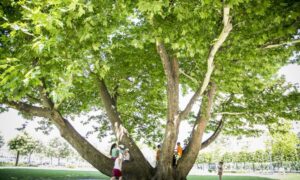 Un panorama di un parco ricco di vegetazione che comprende alberi di sicomoro, quercia, tiglio e un boschetto con tronchi dalbero e erba soffice e verde Unimmagine che rievoca la bellezza della natura e la sua ricchezza