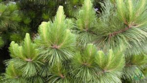 Un pino di Monterey, simbolo di vegetazione conifera, si staglia allorizzonte, mentre un veicolo viaggia per la strada una scena che abbraccia la natura e il trasporto