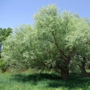 Questa immagine mostra un salice bianco che cresce in un ambiente naturale, circondato da un boschetto di alberi e vegetazione Le foglie del salice si confondono con lerba e le piante del bosco, creando unatmosfera di pace e armonia con la terra e lambiente esterno Unimmagine che cattura lessenza della natura