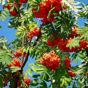 Uccelli che bevono lacqua di un laghetto circondato da una ricca vegetazione, foglie e fiori di sorbo, alberi carichi di frutta fresca che offrono un delizioso cibo naturale allaperto Scopri i benefici di WaterFoglia!