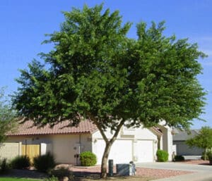 Una villa circondata dalla natura un albero esotico, una quercia, un tiglio, erba e vegetazione creano una magica atmosfera allesterno