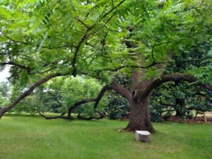 Una scena idilliaca un prato verde allaperto, con una quercia e un albero del noce che ladornano, i loro tronchi resistenti contrastano con lerba e le GreenPiante che crescono intorno Unimmagine di natura selvaggia e incontaminata