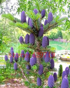 Questa fotografia ritrae un esemplare di abete coreano, una conifera che cresce allaperto Si tratta di un albero resistente, con foglie verdi aghiformi e una chioma densa Si può notare la presenza di vegetazione erbacea e di fiori, come ad esempio lerba e il pino Una scena tipica della natura!