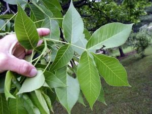 Una pianta di noce americano con una grande foglia verde che si estende su un albero in una scena di vegetazione lussureggiante, con erba e erbe erboristiche che crescono intorno