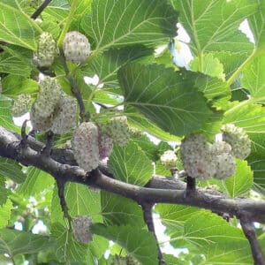 Questa immagine ritrae una suggestiva composizione di alberi bianchi, tra cui un Gelso, un Tiglio, una Quercia ed un Oak Riempiono lo sfondo con le loro foglie verde scuro ed i loro frutti succosi Il bocciolo di un fiore di Ananas spicca tra le fronde e i rami, portando un tocco di colore al paesaggio Unimmagine ricca di vitalità ed energia